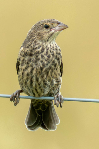 Brown-headed Cowbird