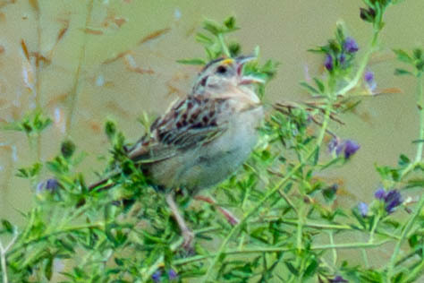 Grasshopper Sparrow