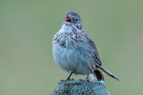 Vesper Sparrow