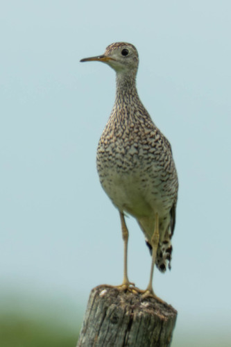 Upland Sandpiper