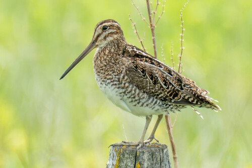 Wilson's Snipe
