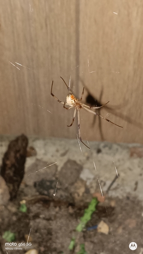 Brown Widow