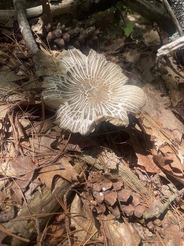 Eastern American Platterful Mushroom