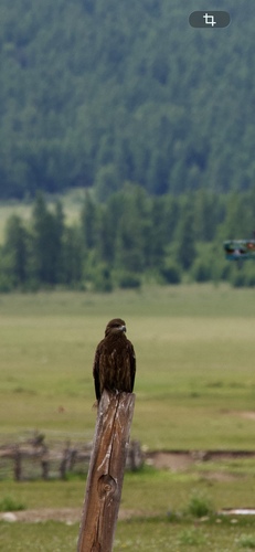 Black Kite
