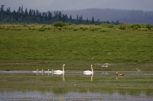 Whooper Swan