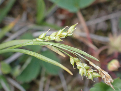 hair-like sedge