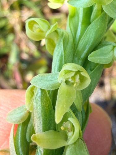 green bog orchid