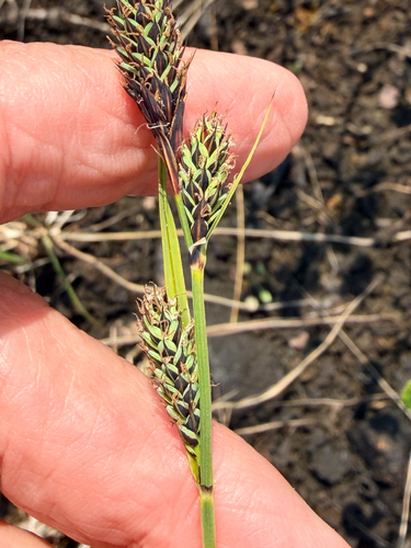 Buxbaum's sedge