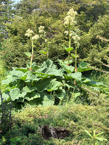 Rhubarb