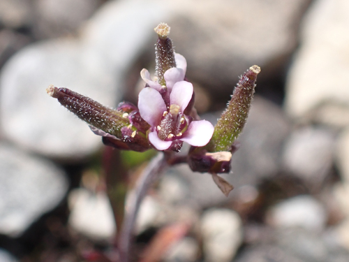 Fernald's Braya