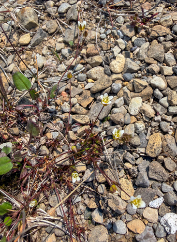 Beautiful Sandwort