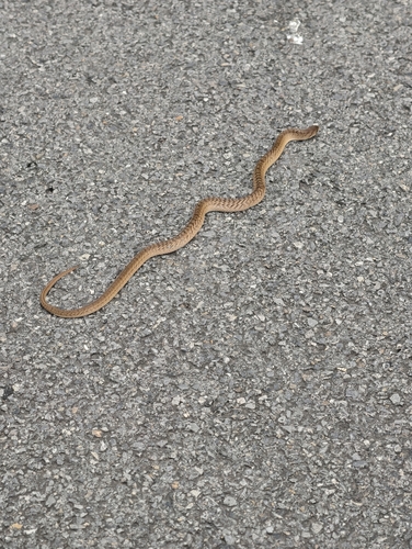 Small-banded Kukri Snake