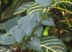 Image of Passiflora guatemalensis