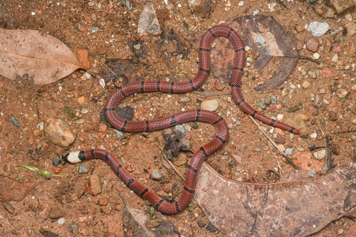 Guangxi Coral Snake