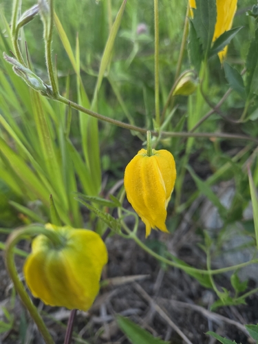 Orange-peel Clematis
