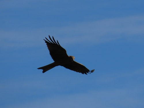 Black Kite
