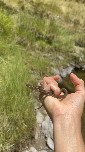 iNaturalist observation photo of Aquatic Garter Snake