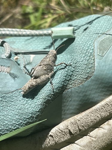 iNaturalist observation photo of Bandwing Grasshoppers