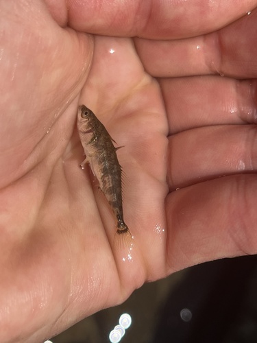 iNaturalist observation photo of Threespine Stickleback
