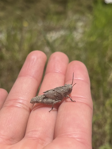 iNaturalist observation photo of Short-horned Grasshoppers