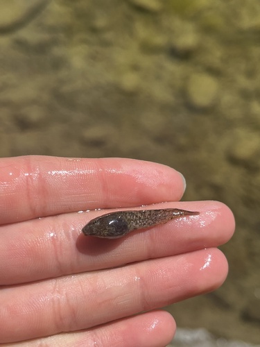 iNaturalist observation photo of Typical Frogs