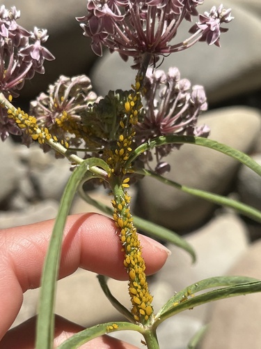 iNaturalist observation photo of Oleander Aphid