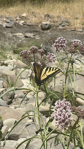 iNaturalist observation photo of Western Tiger Swallowtail