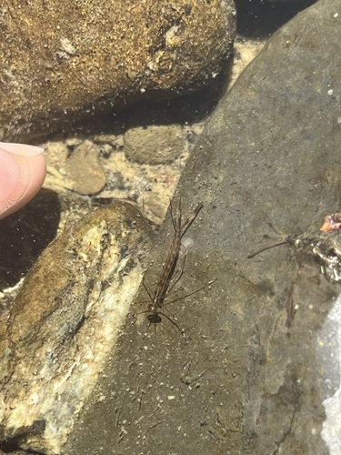 iNaturalist observation photo of Damselflies