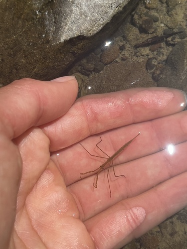 iNaturalist observation photo of Brown Waterscorpion