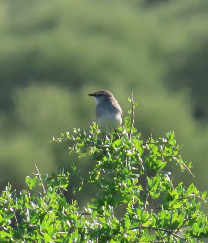 Rufous Songlark