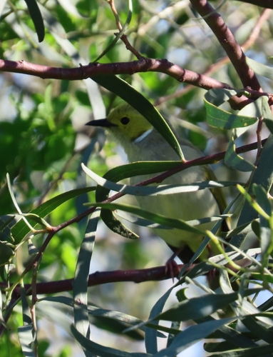 White-plumed Honeyeater