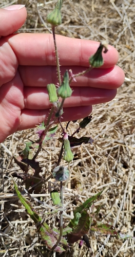 iNaturalist observation photo of Lettuce, Chicory, Dandelion and Salsify Tribe