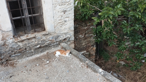 Domestic Cat