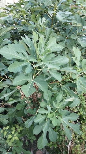 common fig