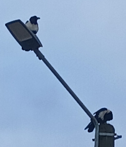 Pied Crow