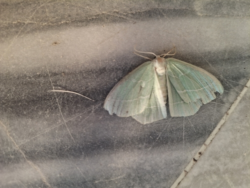 Small emerald