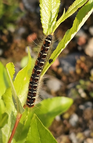 Small Eggar
