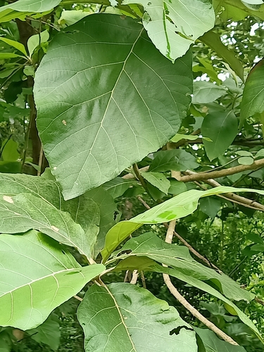 Teak
