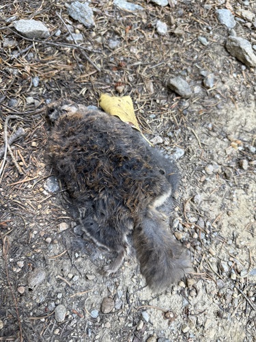 Humboldt's Flying Squirrel observed by myceliumculture