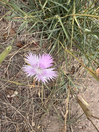 Garden Pink