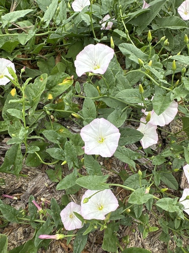 field bindweed