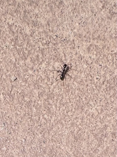 Cataglyphis aenescens