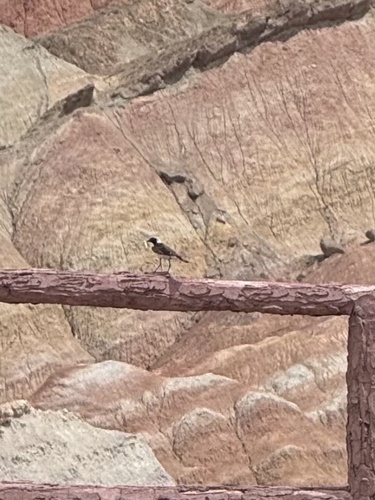 Pied Wheatear