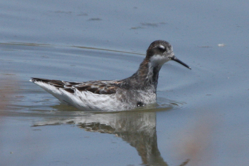 Red-necked Phalarope