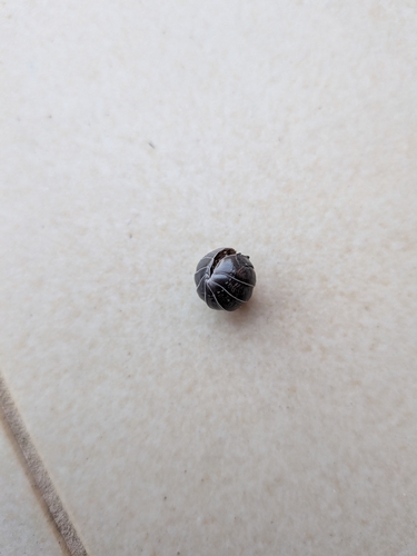 Common Pill Woodlouse