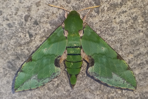 Verdant Hawkmoth