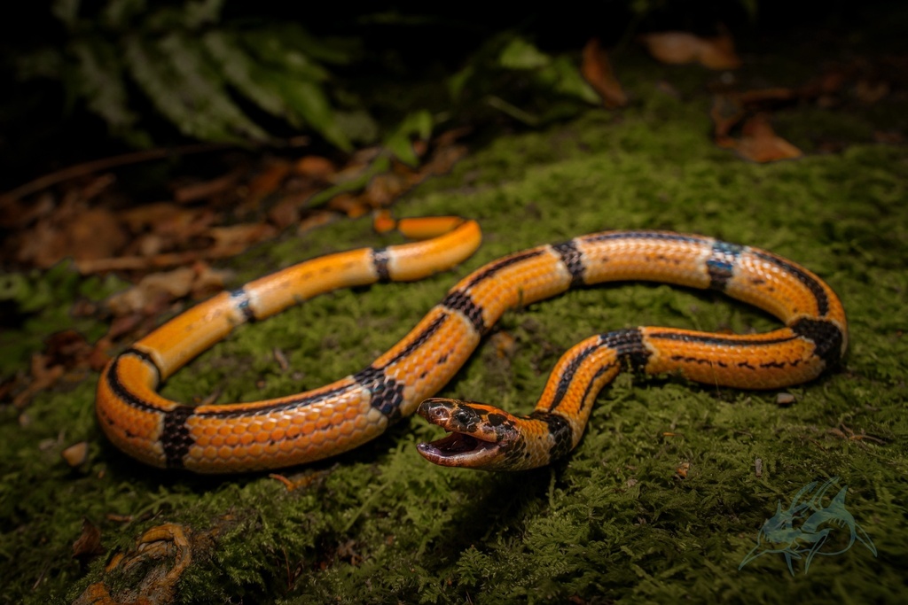 Japanese Coral Snake (Sinomicrurus japonicus)