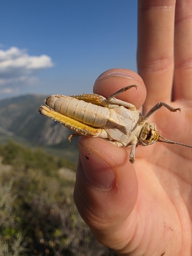Glyphanus obtusus