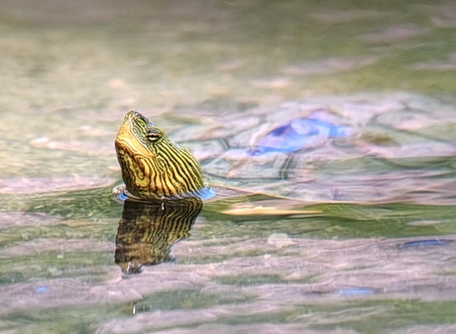 Chinese Stripe-necked Turtle