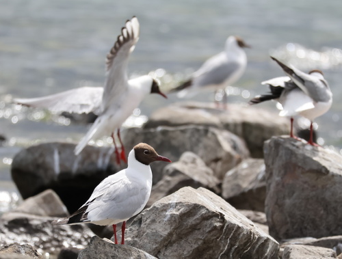 Black-headed Gull